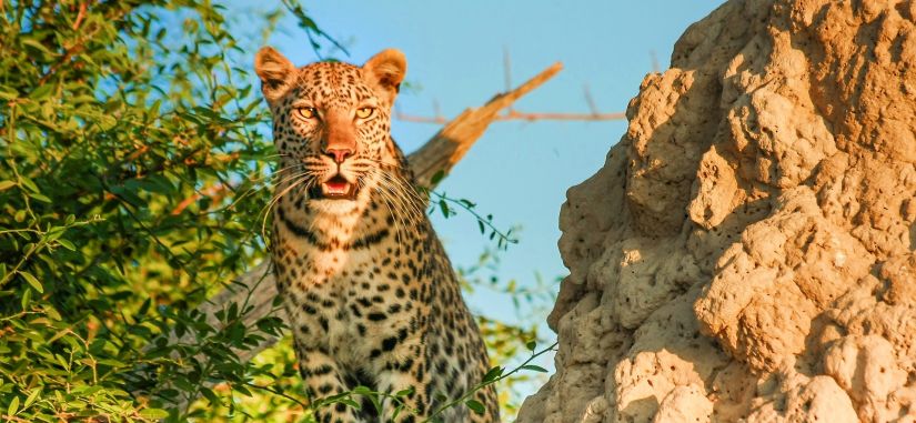 Namibija - Botsvana - Zambija. Patyriminė kelionė ir laukinės gamtos nuotykių safaris po Juodąją Užsacharės Afriką 16d.