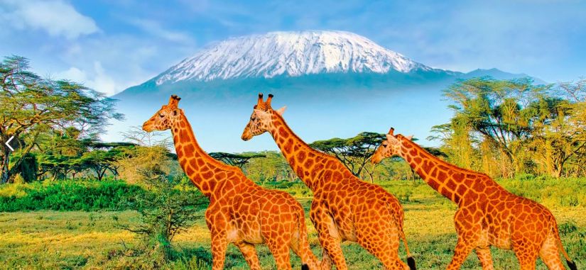 Kilimandžaro sniegynai (anglų k.)  - įspūdinga pažintinė kelionė aplankant nacionalinius parkus, įspūdingus safarius ir lydint Kilimandžaro vaizdams..