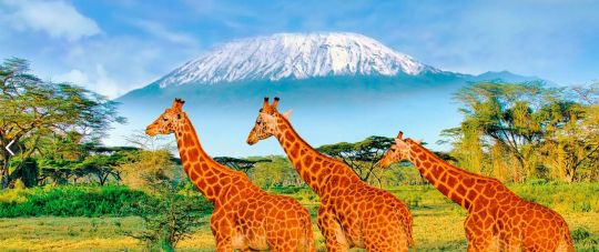 Kilimandžaro sniegynai (anglų k.)  - įspūdinga pažintinė kelionė aplankant nacionalinius parkus, įspūdingus safarius ir lydint Kilimandžaro vaizdams..