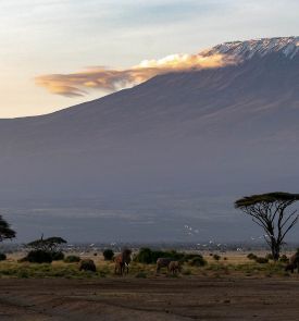 Laukinė Afrika - pažintinė kelionė į vieną didžiausių pasaulio nacionalinių parkų (anglų k.)