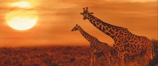 Laukinis Afrikos penketas - įspūdinga pažintinė kelionė, nepamirštamas Safari bei poilsis Zanzibare!