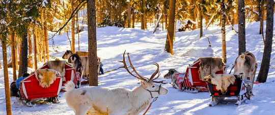 Pažintinių kelionių naujiena! Kalėdų senelio gimtinė - Laplandija