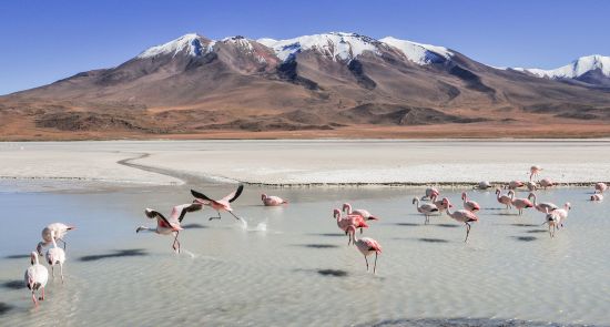 Peru - Bolivija, aplankant Ujūnio druskos „sniegynus“ ir Amazonės baseino džiungles 17d. (20d.)